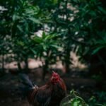 A rooster walking through a lush green forest