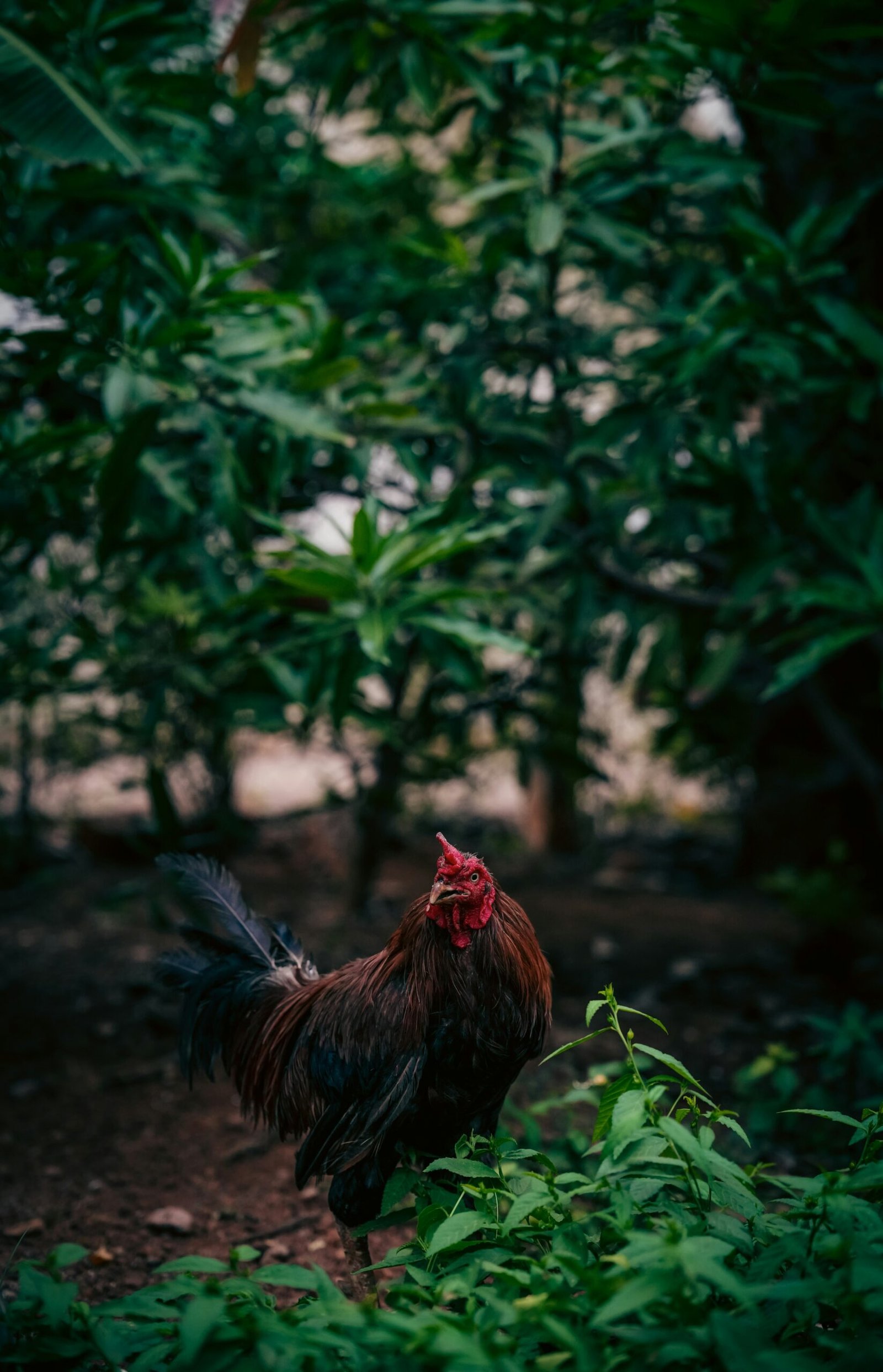 A rooster walking through a lush green forest