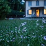 field of purple flower beside house